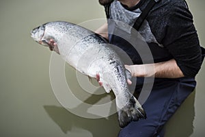 Man caught huge salmon fish