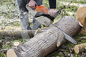 Man with chainsaw cutting the tree