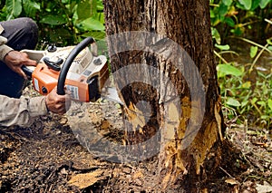 Man with chainsaw cutting the tree