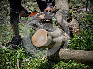Man with chainsaw cutting the tree tree, removal