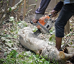 Man with chainsaw cutting the tree tree, removal