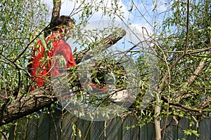 Man With Chainsaw In Fallen Willow Tree