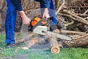 A man with a chainsaw in his hands saws old trees, sawdust fly to the sides