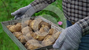 Man in checkered shirt shakes freshly dug potatoes in box