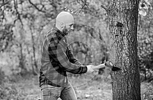 Man checkered shirt use axe. Brutal male in forest. Power and strength. Lumberjack carry ax. Bald woodsman. Harvest