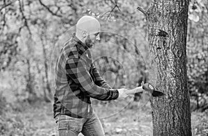 Man checkered shirt use axe. Brutal male in forest. Power and strength. Lumberjack carry ax. Bald woodsman. Harvest