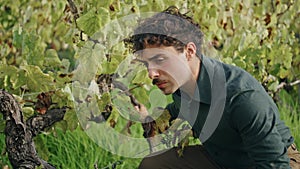 Man checking vine growth grape plantation closeup. Winegrower sitting vineyard