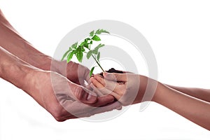 Man and child holding soil with tomato seedling isolated on white. Family, gardening