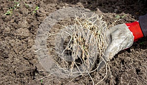 a man chooses the roots of weeds in the garden, vegetable garden, farm