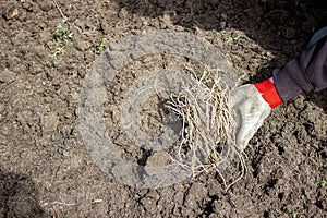 a man chooses the roots of weeds in the garden, vegetable garden, farm
