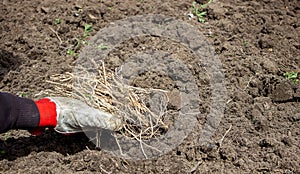 a man chooses the roots of weeds in the garden, vegetable garden, farm