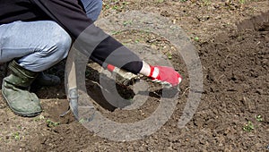 a man chooses the roots of weeds in the garden, vegetable garden, farm