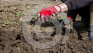 a man chooses the roots of weeds in the garden, vegetable garden, farm