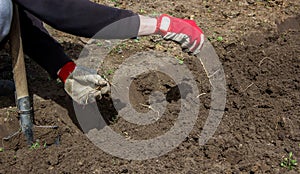 a man chooses the roots of weeds in the garden, vegetable garden, farm