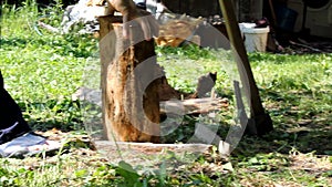 Man Chopping Wood Outdoors With Axe