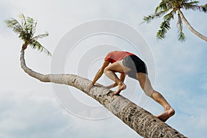 The man clambers on a palm tree, a sports body.