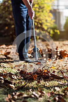 Man cleaning fallen autumn leaves in the yard