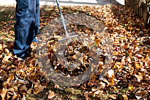 Man cleaning fallen autumn leaves in the yard