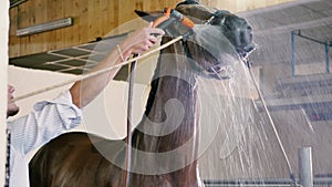 The man cleaning the head horse