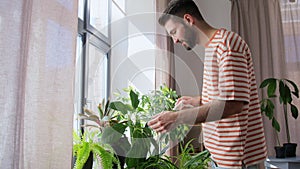 man cleaning houseplant with tissue at home