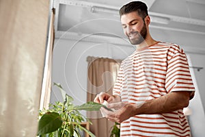man cleaning houseplant with tissue at home