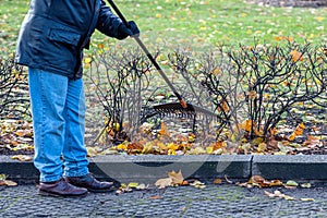 Man cleaning up fallen leaves with rake on sunny day, autumn work