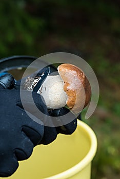 Man cleaning a young porcini