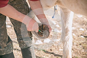 A man cleans a horse`s hooves with a special brush