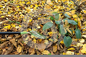 A man cleans up the fallen yellow leaves in the garden. Green rake the leaves. Fallen leaves in the garden