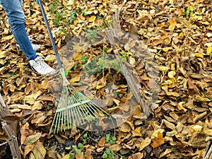 A man cleans up the fallen yellow leaves in the garden. Green rake the leaves. Fallen leaves in the garden