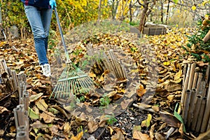 A man cleans up the fallen yellow leaves in the garden. Green rake the leaves. Fallen leaves in the garden.