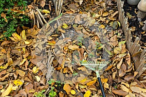 A man cleans up the fallen yellow leaves in the garden. Green rake the leaves. Fallen leaves in the garden.