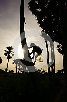 Man climb palm tree