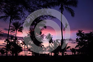 Man climbing coconut tree.