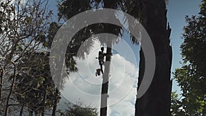 A man climbing down from a palm tree