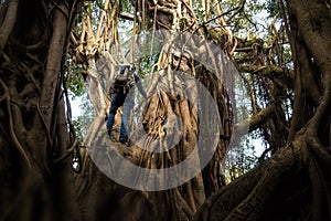 Man Climbing an Enormous Tree