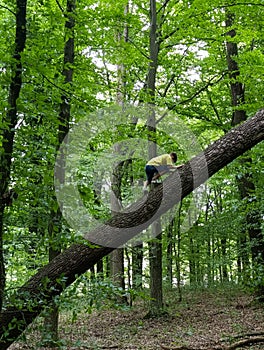 A man climbing a fallen tree in the woods