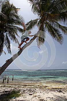 Man climbing palm tree