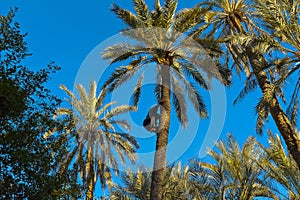 Man climbing a palm tree