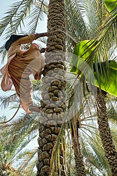 Man climbing the palm tree in Al Ain Oasis in Abu Dhabi