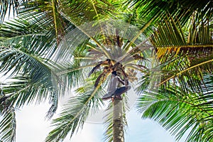 Man climbing a palm tree of Sri Lanka