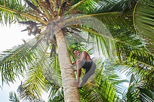 Man climbing a palm tree of Sri Lanka