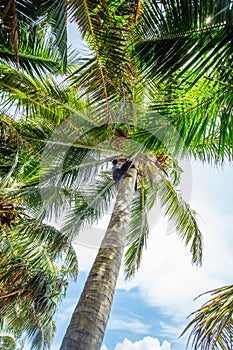 Man climbing a palm tree of Sri Lanka