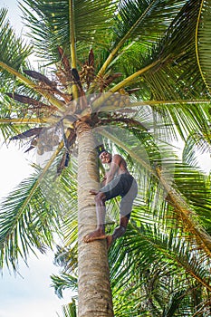 Man climbing a palm tree of Sri Lanka