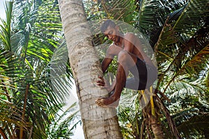 Man climbing a palm tree of Sri Lanka