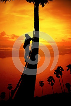 Man climbing a sugar palm tree