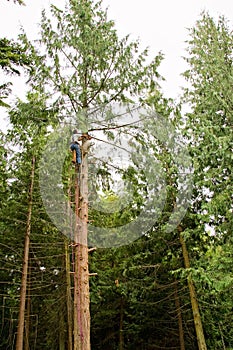 Man climbing a tall tree photo