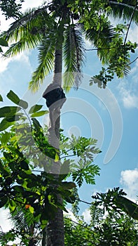 Man climbing up a palm tree just by using his arms and legs.
