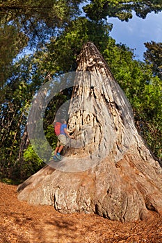 Man climbs on big tree in Redwood California