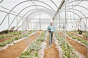 Man, clipboard or walking in farming check, greenhouse analytics or lettuce growth research in crop compliance